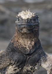 Marine Iguana. Galapagos. S5PRO, 18-200mm. by Derek Haslam 